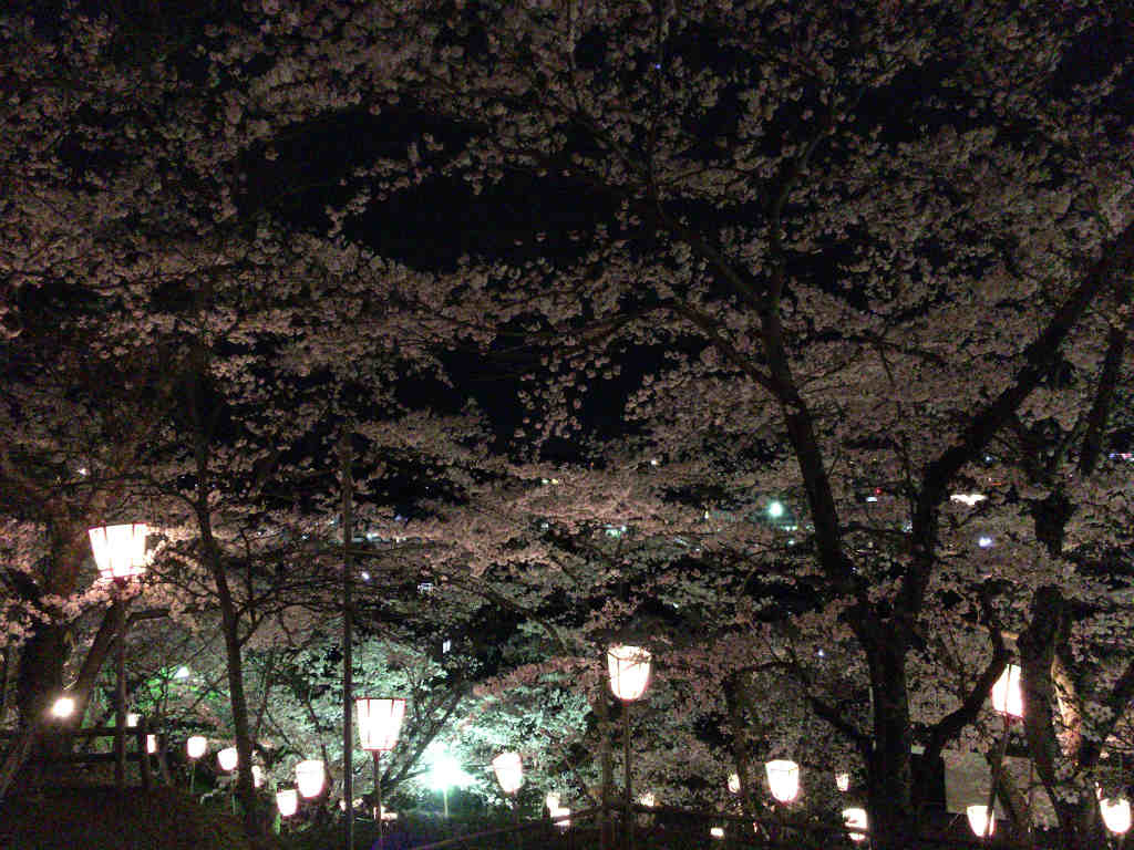 夜桜　4
